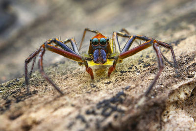 Close-up of spider