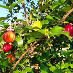 Plant growing on tree