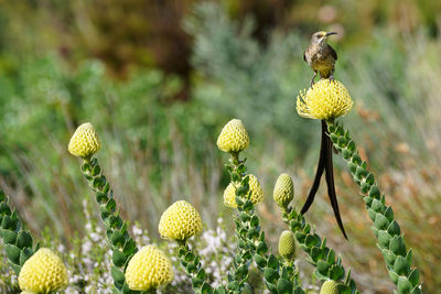 Close-up of bird on yellow flowering plants on field