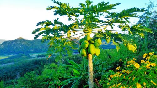 Close-up of fruits on tree against sky