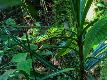 Close-up of insect on plant