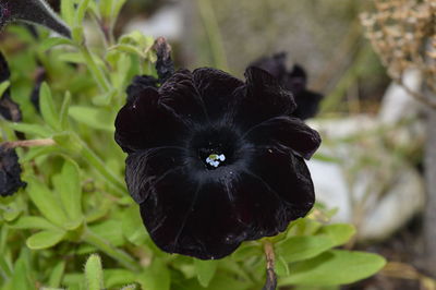 Close-up of black flowering plant