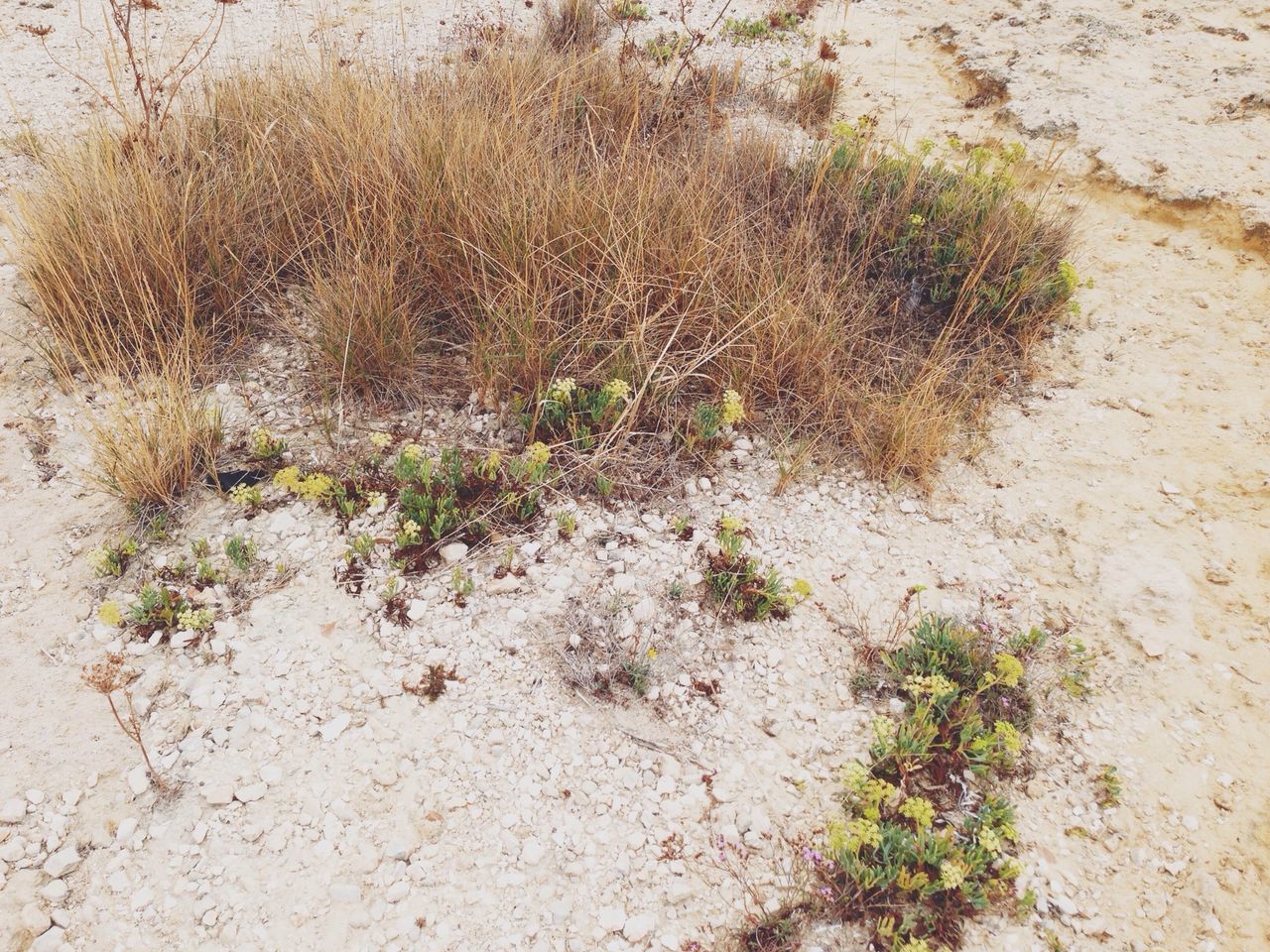 growth, plant, growing, nature, high angle view, field, day, wall - building feature, no people, sunlight, outdoors, grass, sand, close-up, tranquility, textured, dirt, green color, full frame, beauty in nature