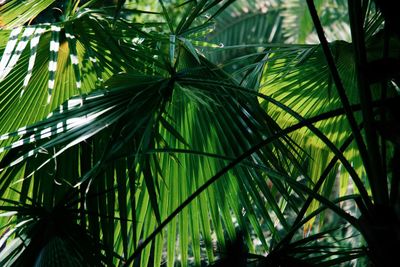 Low angle view of palm tree leaves