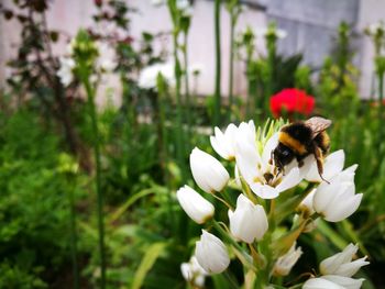 Close-up of bee pollinating on white flower