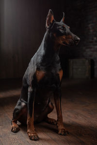 Dog sitting on wooden floor