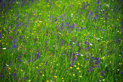 Purple flowering plants on field