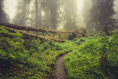 Scenic view of forest