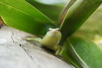 Close-up of lizard on leaf