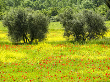 Trees on grassy field