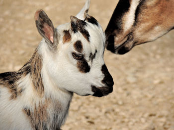 Close-up of cute goat kid