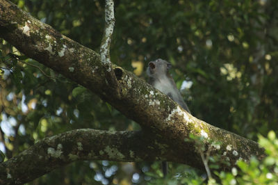 Low angle view of bird perching on tree