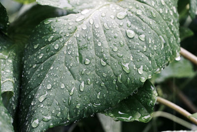 Close-up of wet plant leaves during rainy season