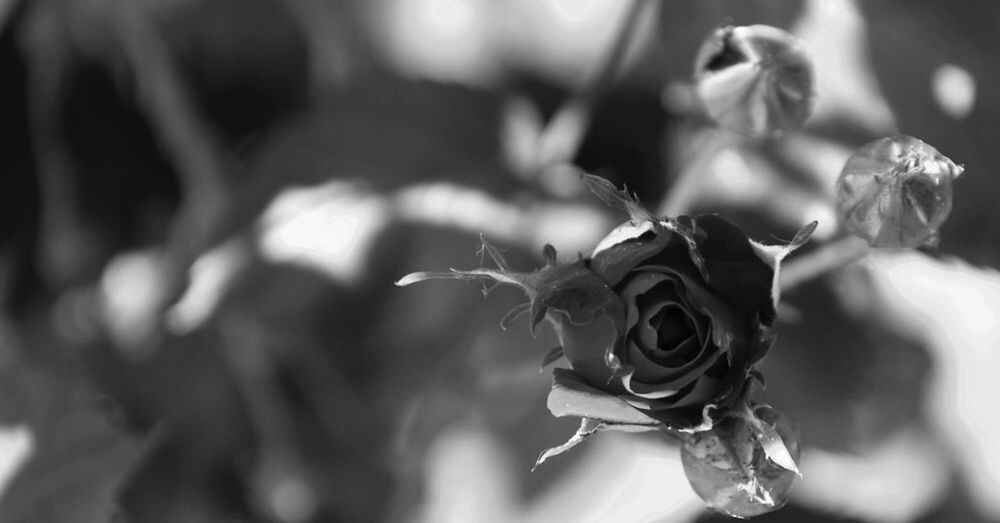 close-up, plant, flower, freshness, growth, flowering plant, selective focus, no people, beauty in nature, focus on foreground, day, vulnerability, fragility, petal, nature, inflorescence, flower head, rose, outdoors, rose - flower, sepal, wilted plant