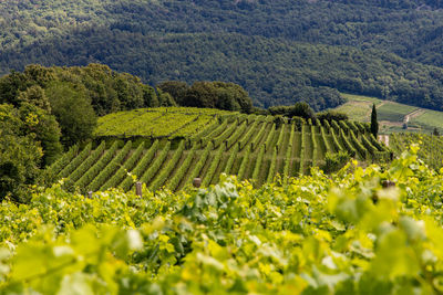 Scenic view of vineyard