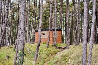 Trees in forest