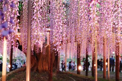 Panoramic view of purple flower trees in park