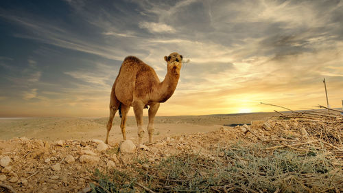 Giraffe standing on sand