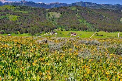 Scenic view of flowering plants on field against mountains