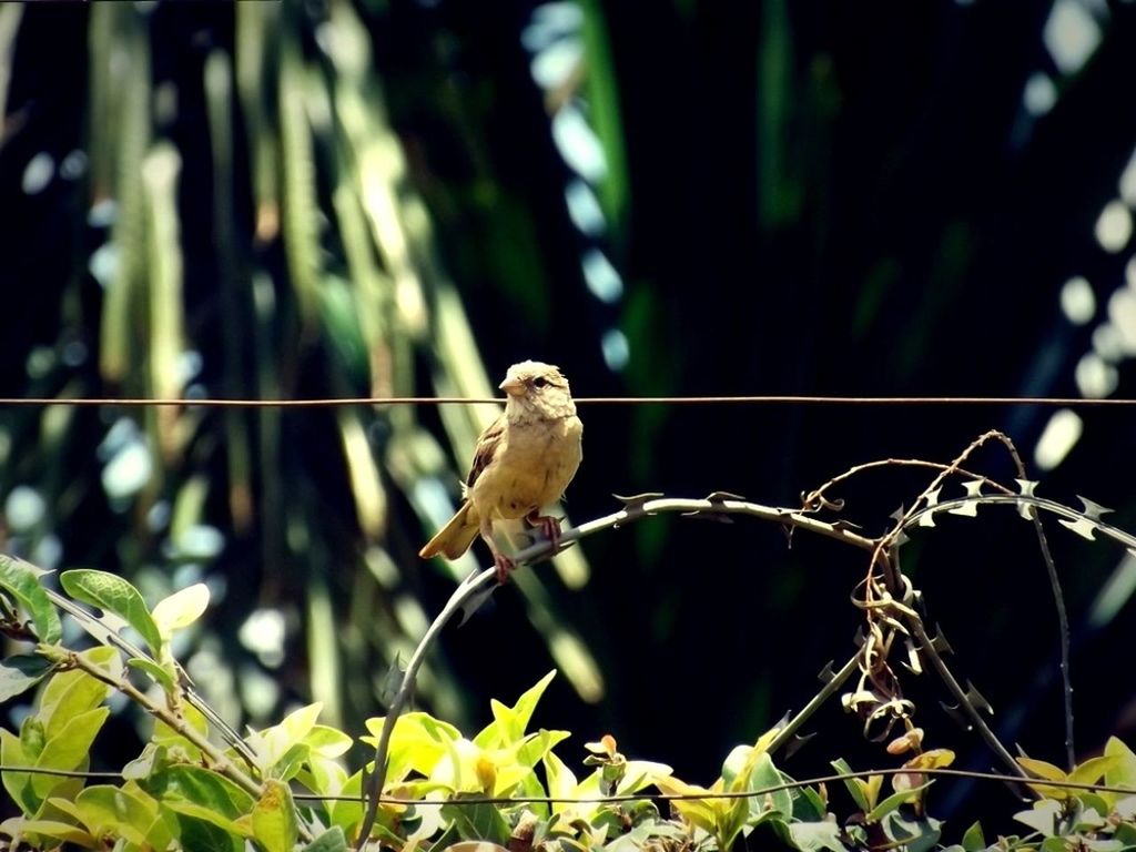 animal themes, animals in the wild, one animal, wildlife, perching, bird, focus on foreground, branch, nature, close-up, full length, outdoors, tree, day, green color, plant, no people, low angle view, sparrow, selective focus