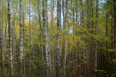Pine trees in forest