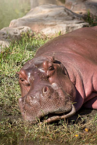 Close-up of animal lying on field