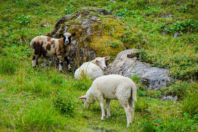 Sheep grazing in a field