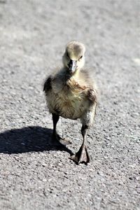 Full length of bird on road