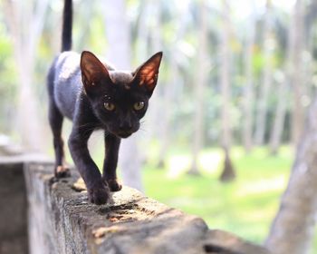 Close-up portrait of a cat