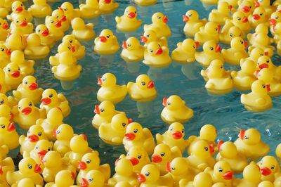 High angle view of yellow floating on water