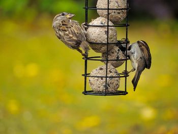 Bird perching on a feeder