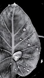 Close-up of wet leaf