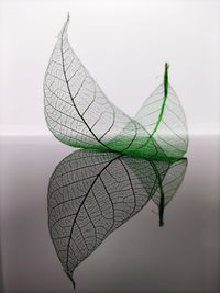 leaf