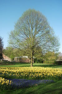 Trees growing in park