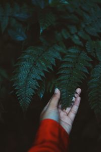 Close-up of hand touching leaf