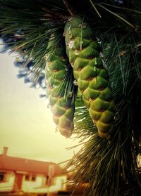 Close-up of fruit growing on tree