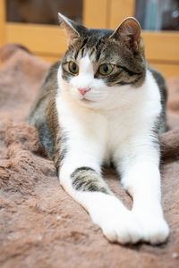 Close-up portrait of a cat