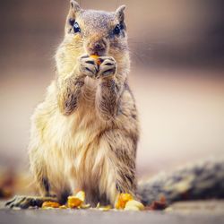 Close-up of squirrel