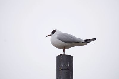 Seagull perching on wooden post against sky