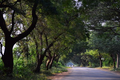 Empty road amidst trees in forest