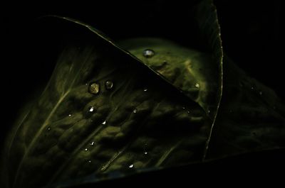 Close-up of water drops on leaf over black background
