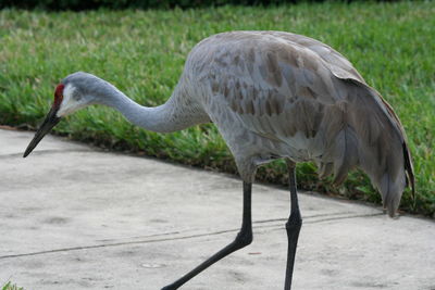 Side view of a bird on field