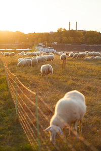 Sheep grazing in a field