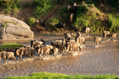 Blue wildebeest cross shallow stream in sunshine