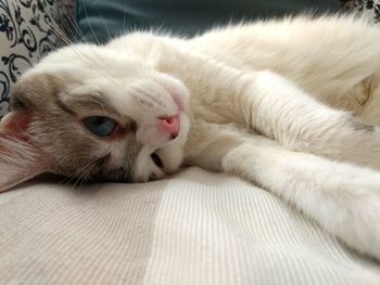 Close-up of cat relaxing on blanket