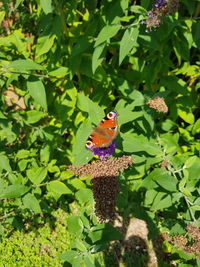 Butterfly perching on leaf