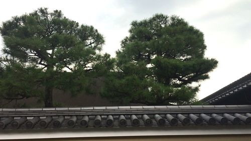 Low angle view of trees against sky