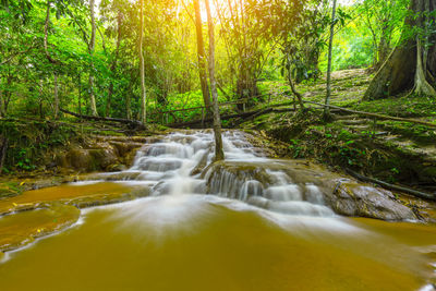 Scenic view of waterfall in forest