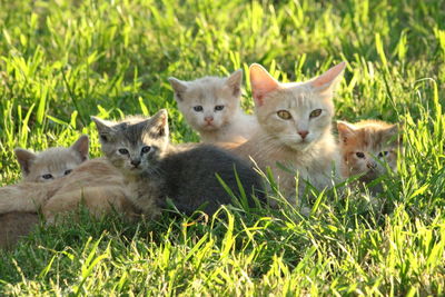 Portrait of kittens on field