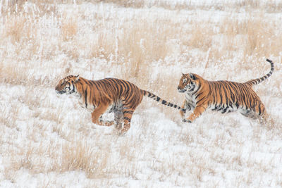 Tigers playing chase in winter at a wild life sanctuary 